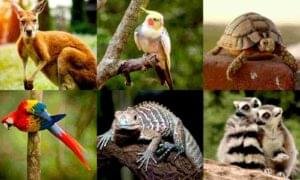 The Dangers Of The Exotic Pet Trade